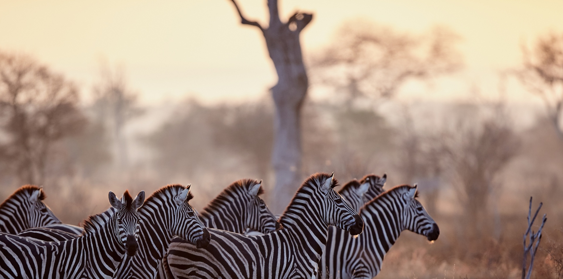 Makutsi Classic Safari