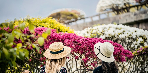 Japan Explorer Spring Flowers